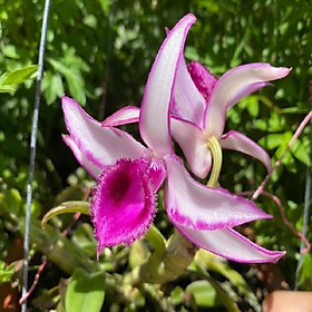 Mua Hoa lan phi điệp tím bắc cạn(kì hoa dị thảo cao 20cm)