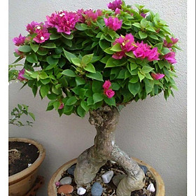 Hoa giấy Mỹ bonsai mini