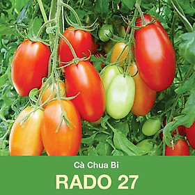 Mua Hạt giống Cà Chua Bi Rado 27 Sai quả Chịu Nhiệt Tốt (0.1gr) NON GMO- Hạt giống Rạng Đông  Chất lượng vượt trội !
