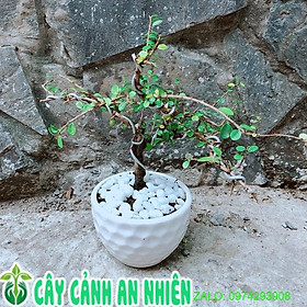 Chậu Cây Linh Sam Núi