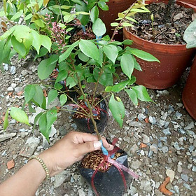 Mua Cây khế ngọt cây đẹp chuẩn giống