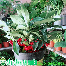Mua Cây Kim Ngân Lượng Để Bàn