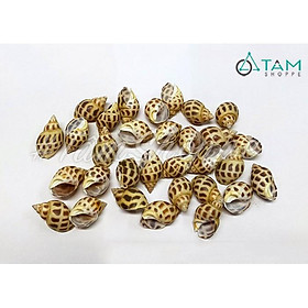 Mua Bịch 150gram vỏ ốc hương trang trí D4cm VOOC-06