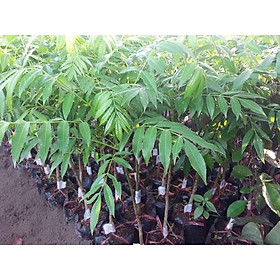 Mua Cây cóc thái lùn siêu quả
