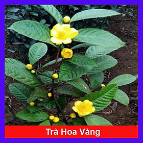 Mua Cây trà hoa vàng - chè hoa vàng + tặng phân bón