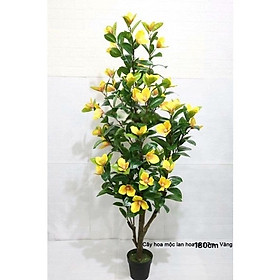 Mua Cây hoa mộc lan giả - Size 180cm - Cây giả  hoa lụa Decor trang trí nhà cửa