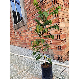 Mua Cây khế chua - cây giống cao khoảng 50cm