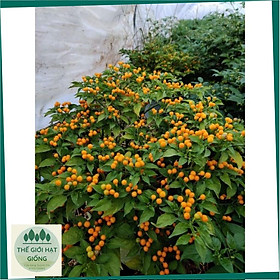 Mua Hạt giống Ớt Peru Mắc Nhất Thế Giới Aji Charapita
