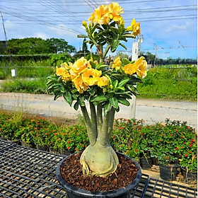 Hạt giống hoa sứ kép Thái Lan - Bịch 10 hạt – Mã số 2049