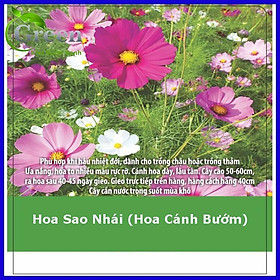 Hạt Giống Hoa Cúc Sao Nhái (Hoa Cánh Bướm) Nhiều Màu