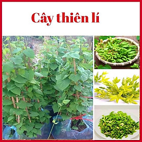 Mua Cây thiên lí siêu hoa đã leo dài gần 1m trồng 1 tháng ra hoa (ảnh thật 2 hình cuối)