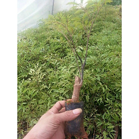 GIỐNG CÂY ĐINH LĂNG ta lá nhỏ