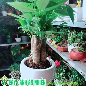 Chậu Cây Kim Ngân 3 Thân