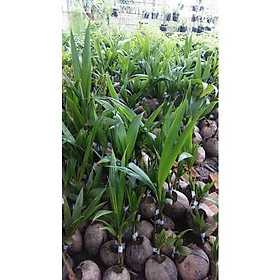 Cây giống Dừa Xiêm Lục