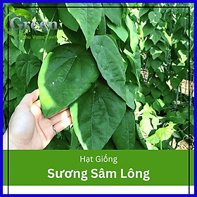 Mua Hạt Giống Sương Sâm Lông (30H)