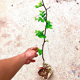 Mua Cây táo đỏ tân cương - Hồng táo - táo tàu cao 60 cm (Ảnh thật số 2) Ra trái sau 3 tháng