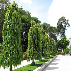CÂY GIỐNG CÂY HOÀNG NAM - TÙNG ẤN ĐỘ, CÂY KHỎE ĐẸP