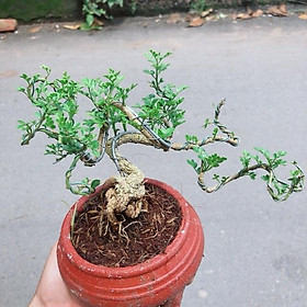 Mua Cây Cần Thăng Kèm Chậu