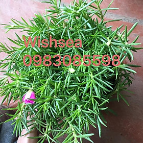 Cây hoa mười giờ
