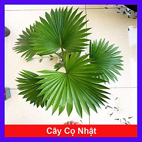 Hình ảnh Cây cọ nhật