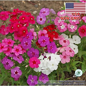 50h Hạt Giống Hoa Thanh Trúc Mix Màu (C2.102| B25*V35)