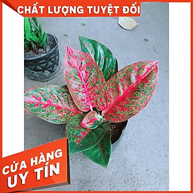 Cây Như Ý Lá Đỏ Nhiều Người Mua