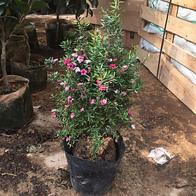 Mua Cây Tùng Tuyết Mai Size Lớn Đã Có Hoa Và Nhiều Nụ Cao 60cm (Cây Như Ảnh