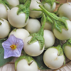 Mua Hạt Giống Cà Pháo Trắng (0.25gr)