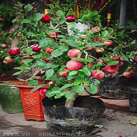 Mua Cây táo đỏ lùn F1