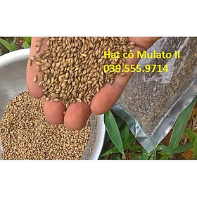 Hạt Cỏ Chăn Nuôi Chịu Lạnh Chịu Hạn Mulato II 200gam
