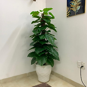 Mua Cây Trầu Bà Giả Cao 1m6 gồm 63 lá - CHƯA CHẬU