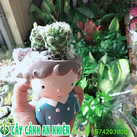 Chậu Cây Xương Rồng Trứng Chim