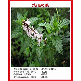 Mua Hạt giống cây Bạc Hà 100 Hạt
