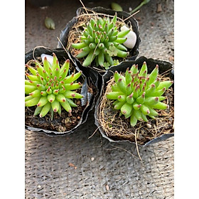 Cây sen phật bà ống mới cây nhỏ 2-4cm_hàng sẵn