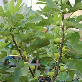 Mua Cây Sung Mỹ...cao 60cm.