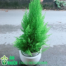 Mua Chậu Cây Tùng Thơm