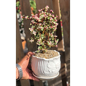 Chậu sứ cây đô la hồng cổ thụ