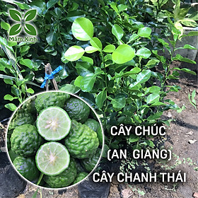 Cây Chúc (Chanh Thái) Cao Khoảng 40cm – Cây Giống Khỏe, Dễ Trồng