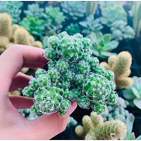 Mua Xương rồng trứng chim