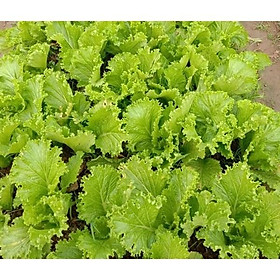 Mua HẠT RAU CẢI CÁC LOẠI - TÚI ZIP DÙNG THỬ - TỶ LỆ NẢY MẦM CAO