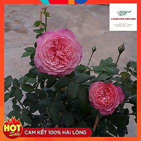Mua Hoa hồng ngoại Constance rose -Được ưa chuộng nhất  form cúp màu trắng phớt hồng dịu dàng