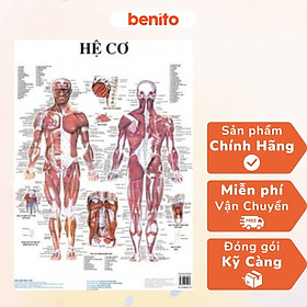 Benito - sách - tranh giải phẫu - nxb y học