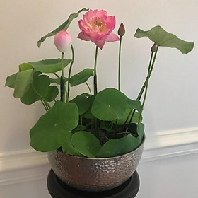 Mua 10 HẠT GIỐNG SEN NHẬT MINI