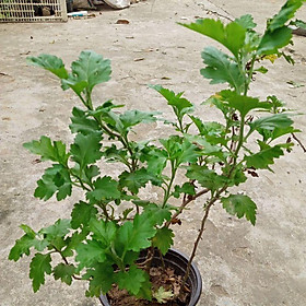 Mua Cúc cổ trà - Cây nhỡ Cúc cổ trà