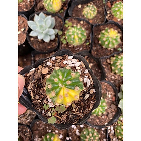 CÂY XƯƠNG RỒNG ECHINO VAR NHỎ 4-5CM