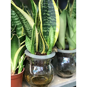 Cây lưỡi hổ thủy sinh