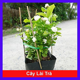 Hình ảnh Review Cây Lài Trà - cây cảnh vườn + Tặng phân bón cho cây mau lớn