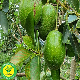 Cây Giống Bơ Tứ Quý Cho Trái Siêu Sớm Chuẩn Giống Cây Trồng