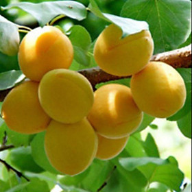 Cây Mơ chua vàng- cây giống 6 Tháng Cho Trái