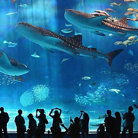 Vé Tham Quan Chiang Mai Zoo Aquarium, Thái Lan